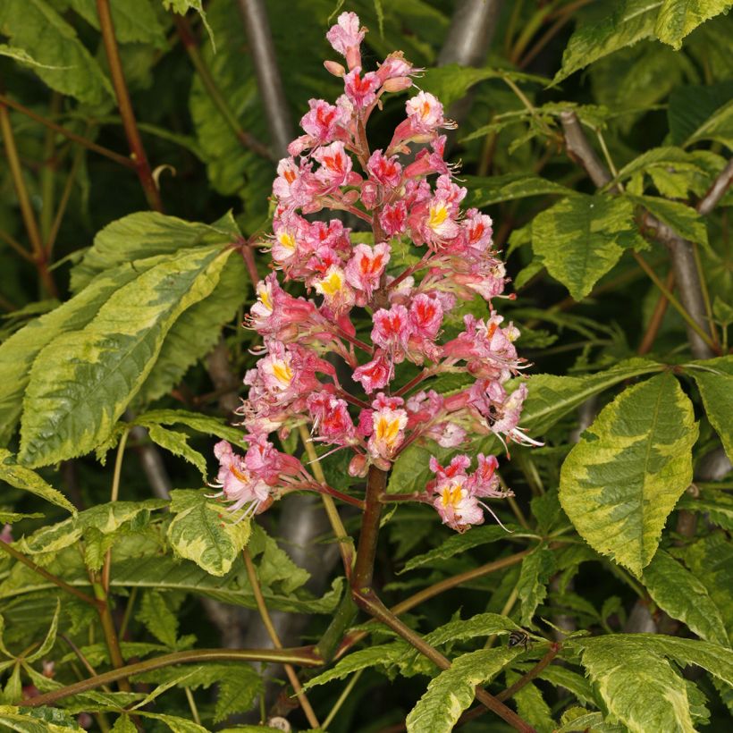 Rote Kastanie Marginata - Aesculus carnea (Blüte)