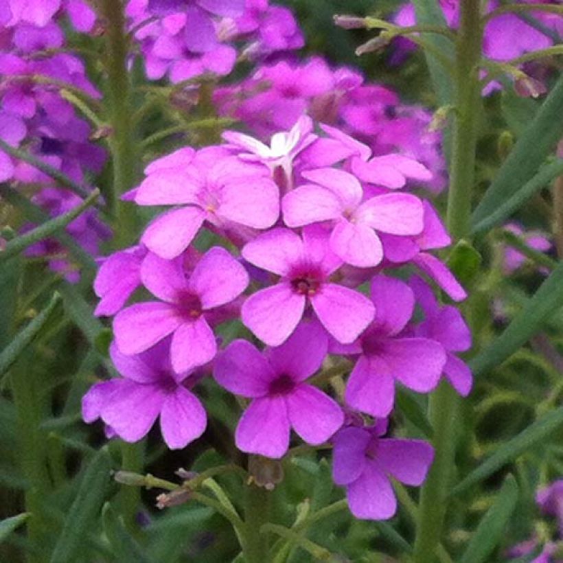 Aethionema armenum Warley Ruber - Steintäschel (Blüte)