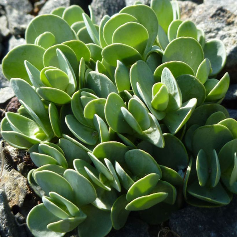 Aethionema oppositifolium - Gegenständigblättriges Steintäschel (Laub)