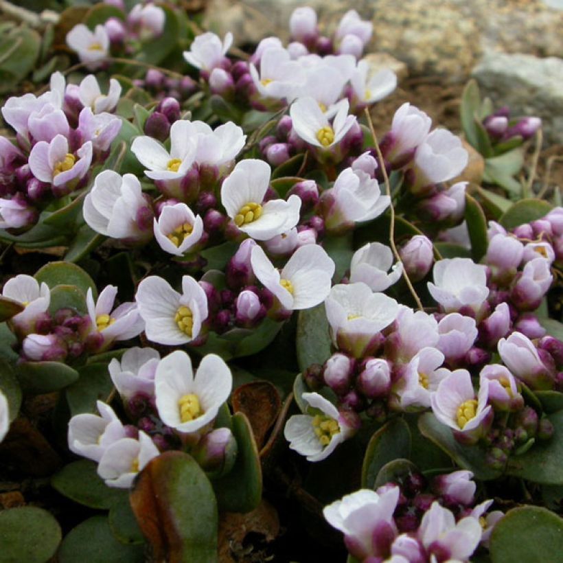 Aethionema oppositifolium - Gegenständigblättriges Steintäschel (Blüte)