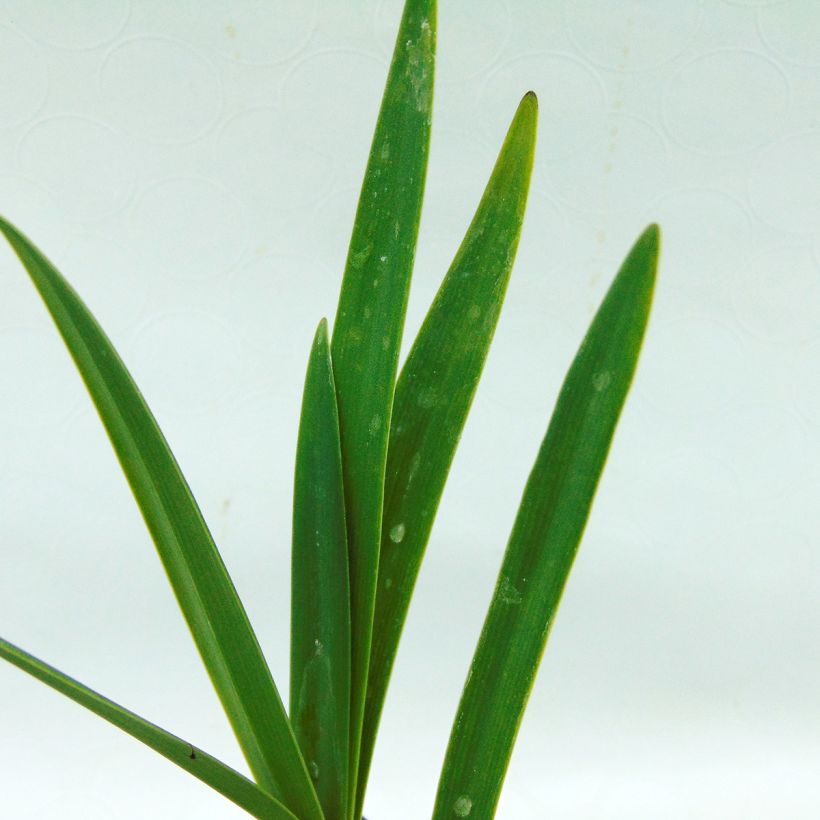 Agapanthus Back in Black - Schmucklilie (Laub)