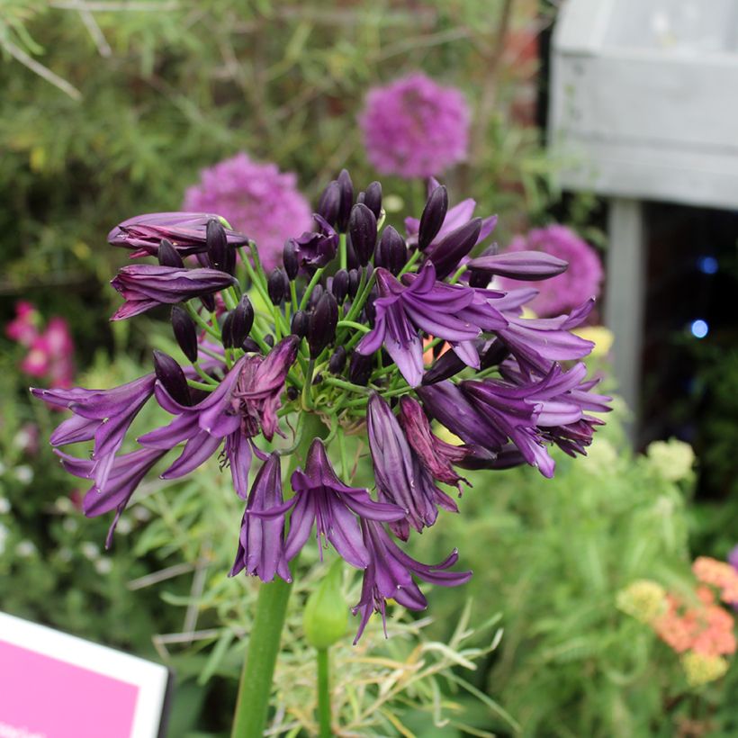 Agapanthus Black Jack - Schmucklilie (Blüte)