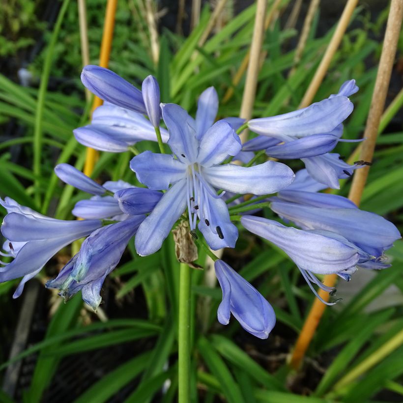 Agapanthus Blue Heaven - Schmucklilie (Blüte)