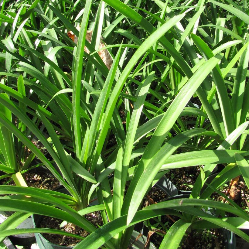 Agapanthus praecosubsp. orientalis Blue Moon - Schmucklilie (Laub)