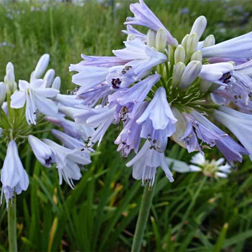 Agapanthus praecosubsp. orientalis Blue Moon - Schmucklilie (Blüte)