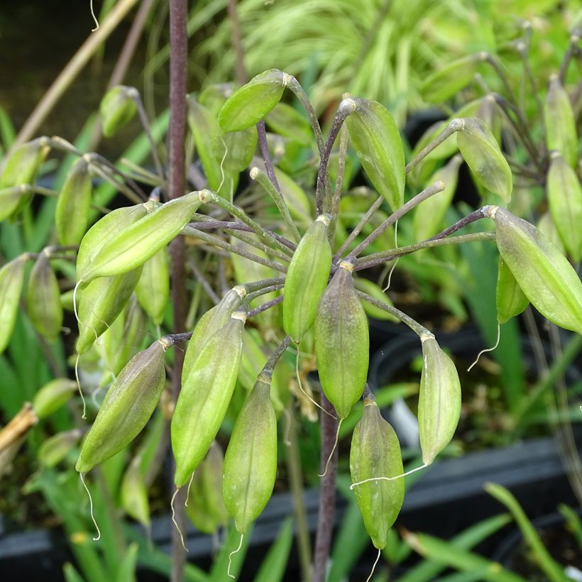 Agapanthus Blue Triumphator - Schmucklilie (Ernte)