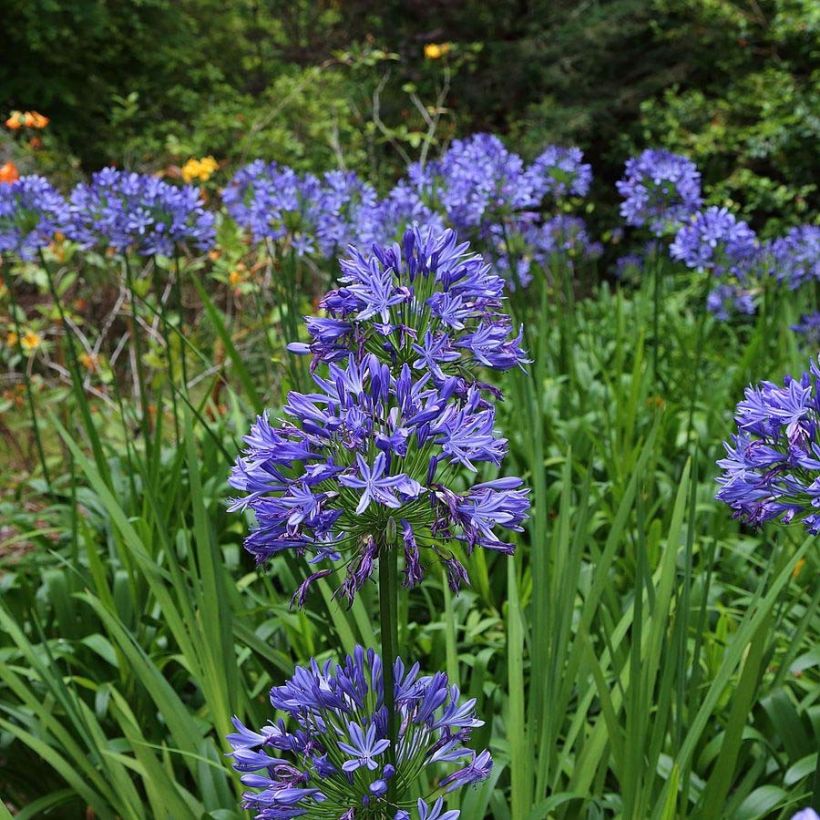 Agapanthus Bluestorm - Schmucklilie (Blüte)