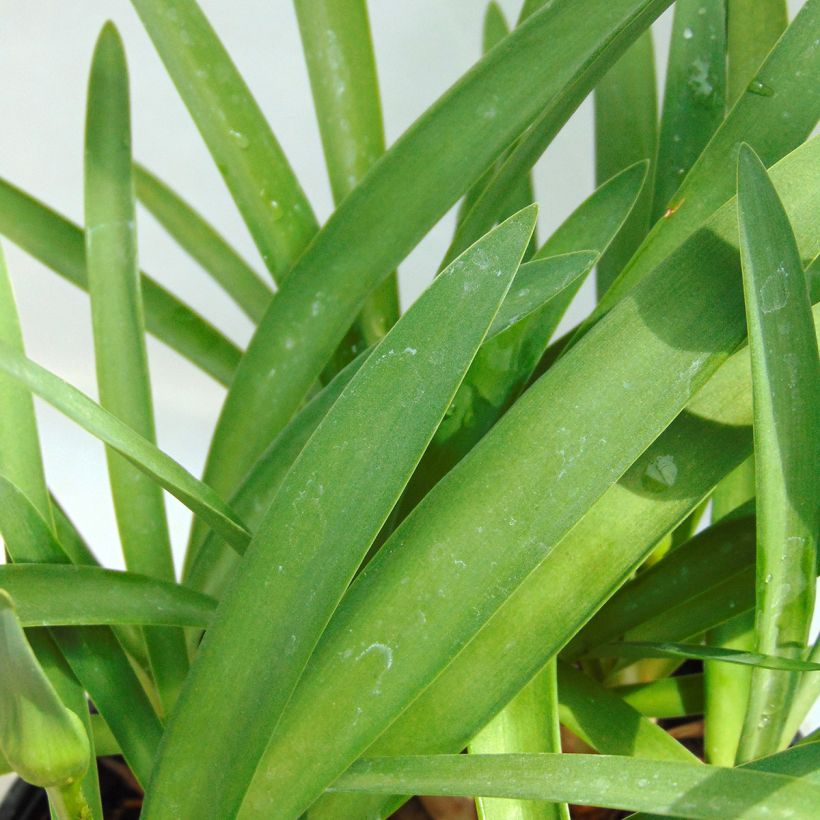 Agapanthus Double Diamond - Schmucklilie (Laub)