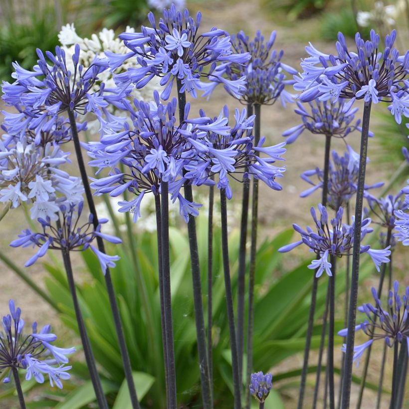 Agapanthus Graphite Blue - Schmucklilie (Blüte)