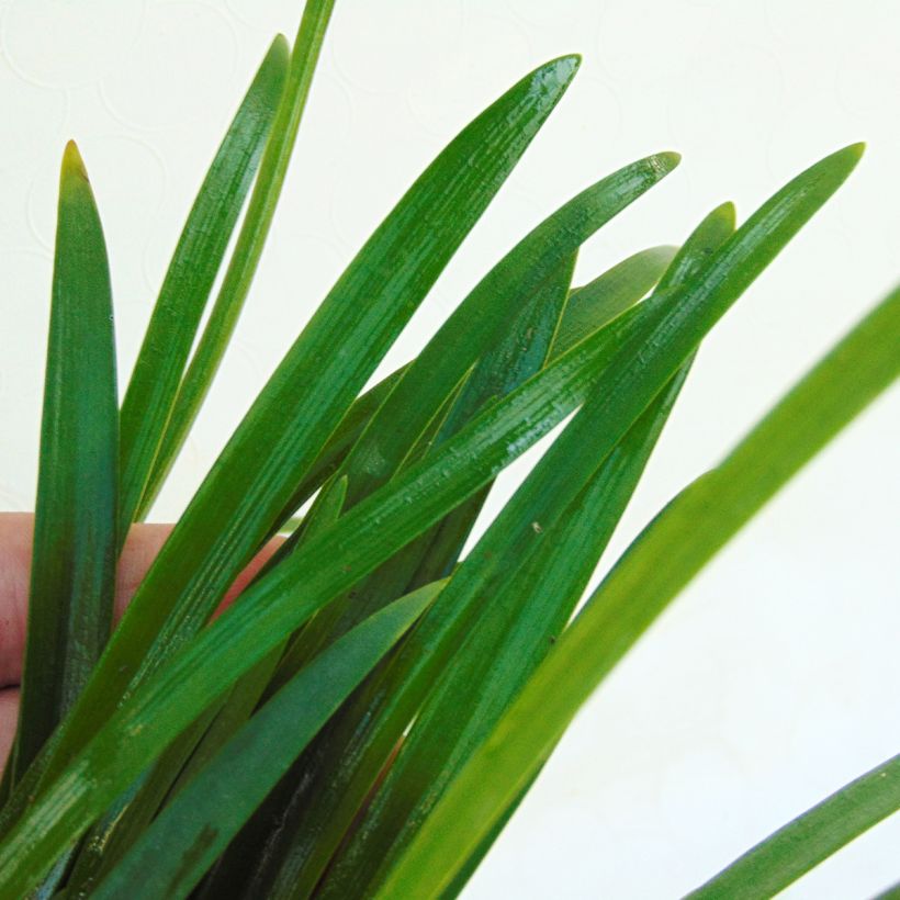 Agapanthus Lapis Lazuli - Schmucklilie (Laub)