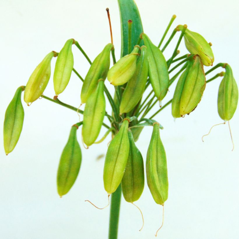 Agapanthus Lapis Lazuli - Schmucklilie (Ernte)