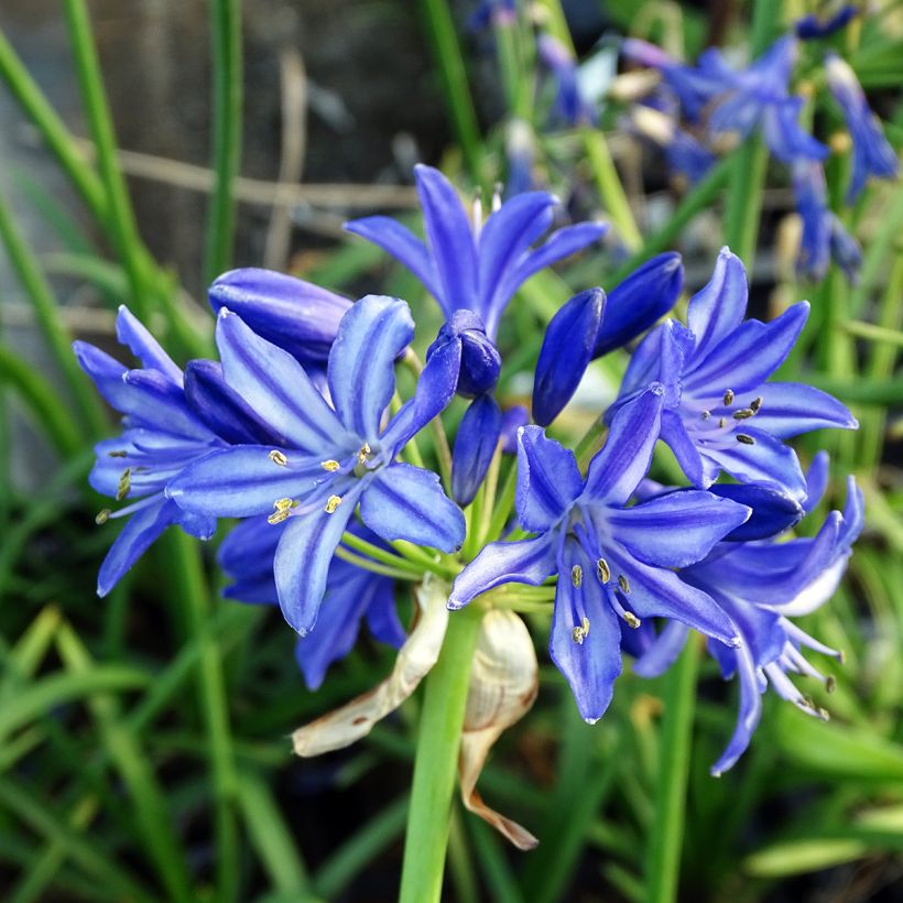 Agapanthus Northern Star - Schmucklilie (Blüte)