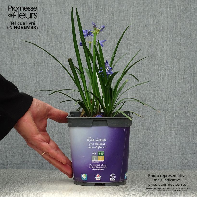 Exemplar von Agapanthus Northern Star - Schmucklilie wie im Herbst geliefert