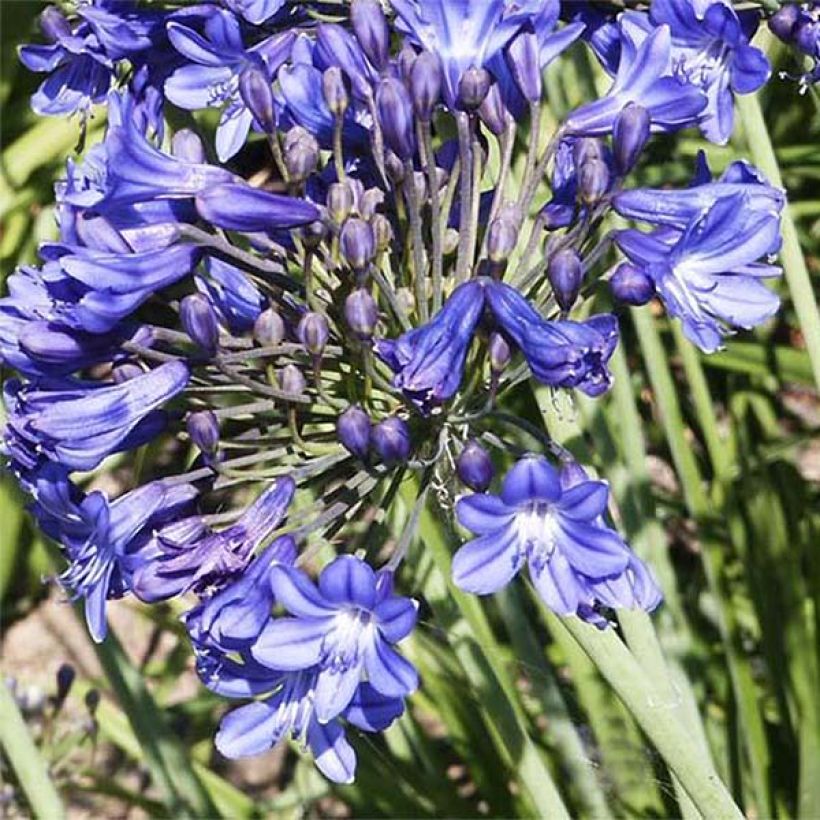 Agapanthus Peter Pan - Schmucklilie (Blüte)