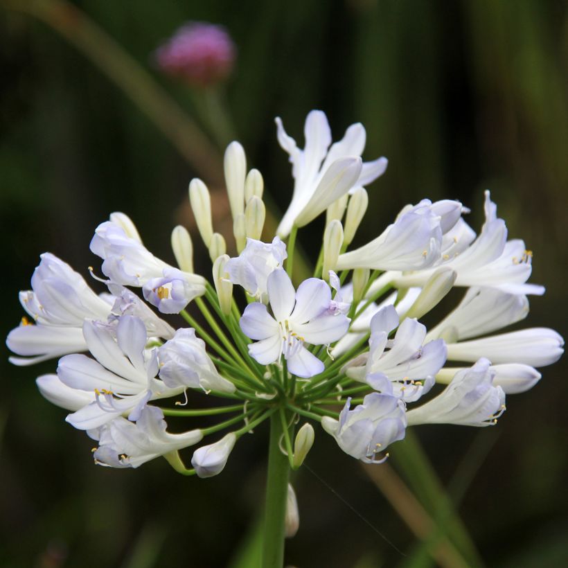 Agapanthus Phantom - Schmucklilie (Blüte)