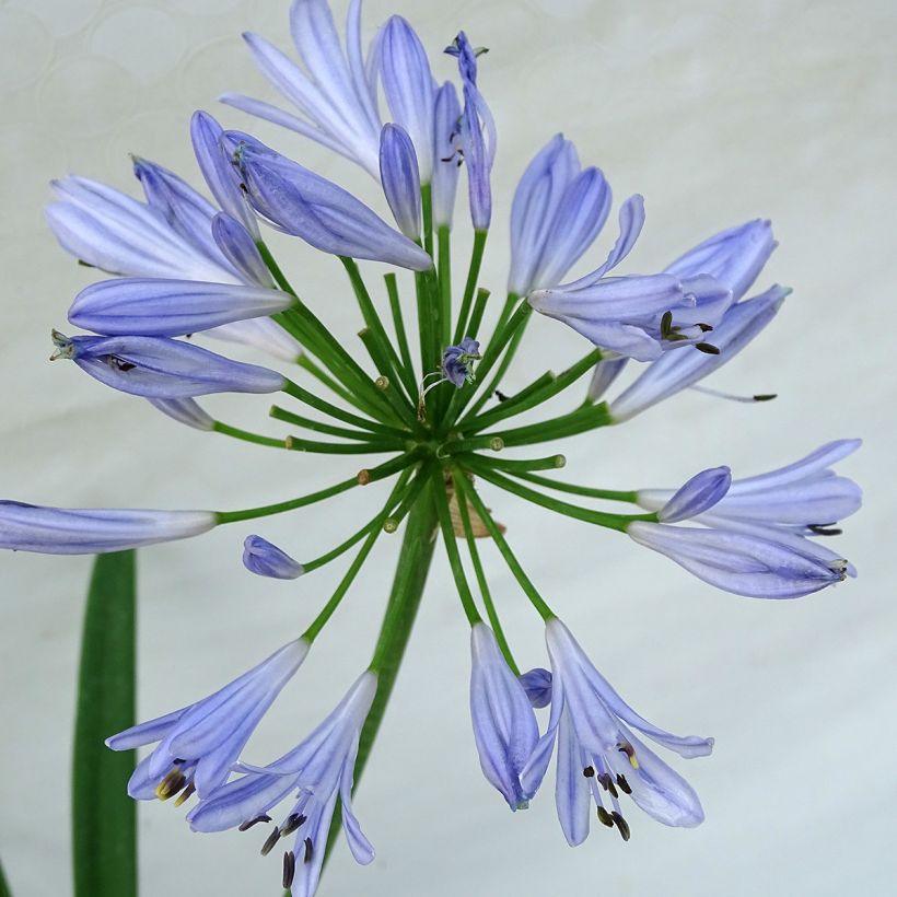 Agapanthus Pitchoune Blue - Schmucklilie (Blüte)