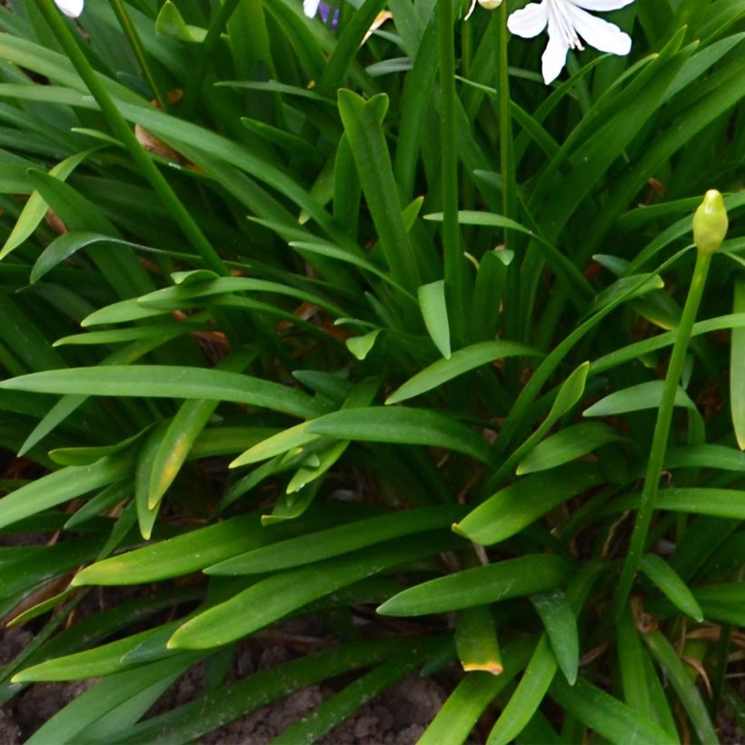 Agapanthus Pitchoune White - Schmucklilie (Laub)