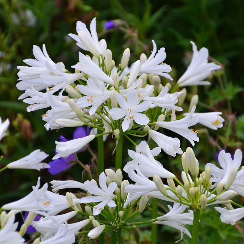 Agapanthus Pitchoune White - Schmucklilie (Blüte)