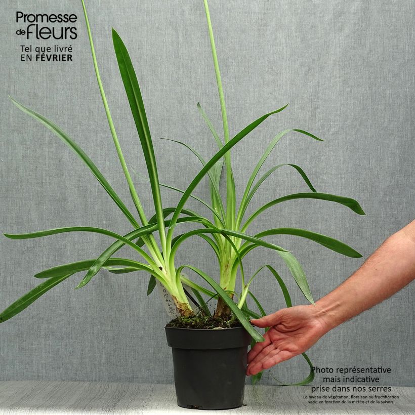 Exemplar von Agapanthe Purple Heart Pot de 2L/3L wie im Herbst geliefert