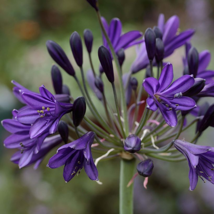 Agapanthus Royal Velvet - Schmucklilie (Blüte)