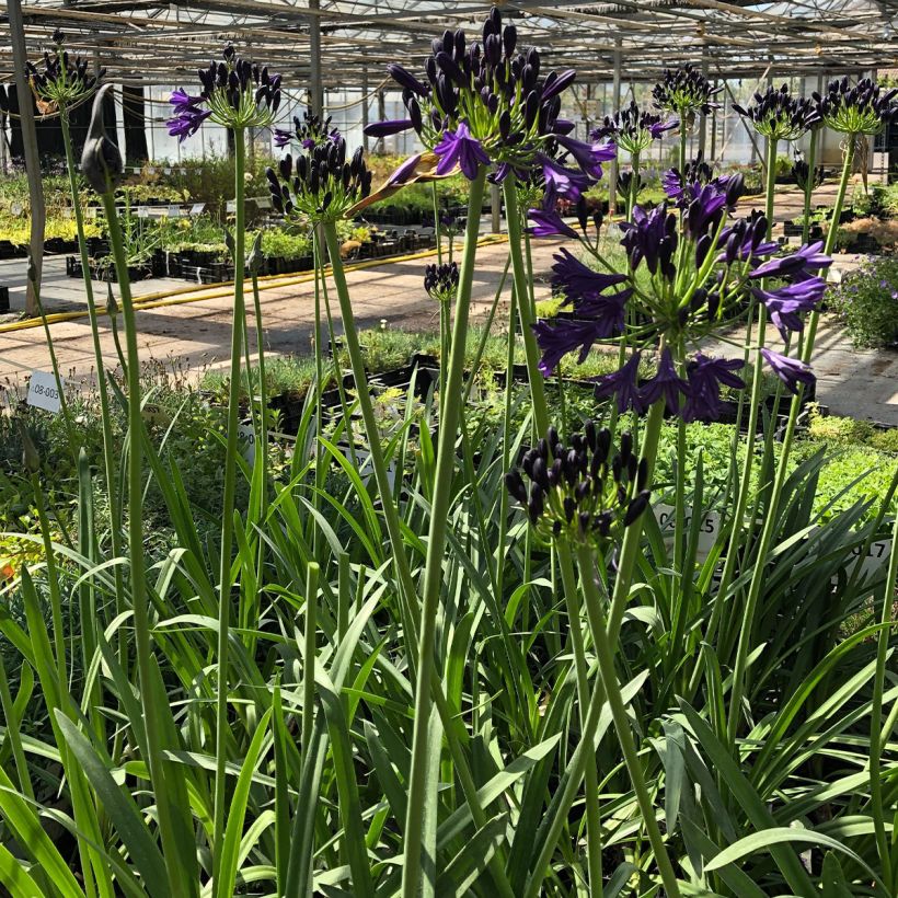 Agapanthus Royal Velvet - Schmucklilie (Hafen)