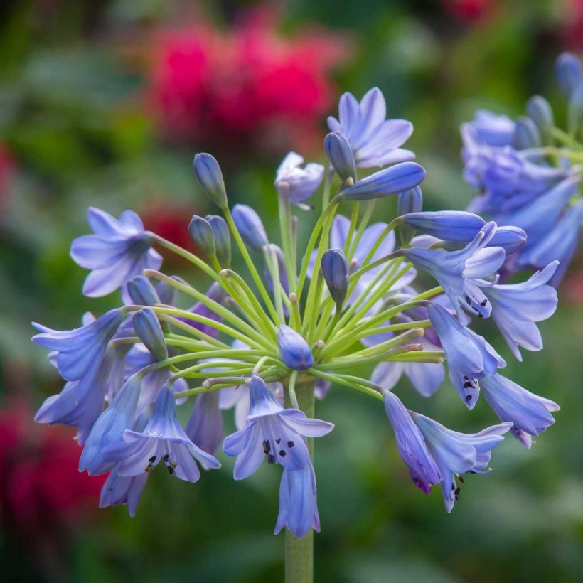 Agapanthus Southern Cross - Schmucklilie (Blüte)