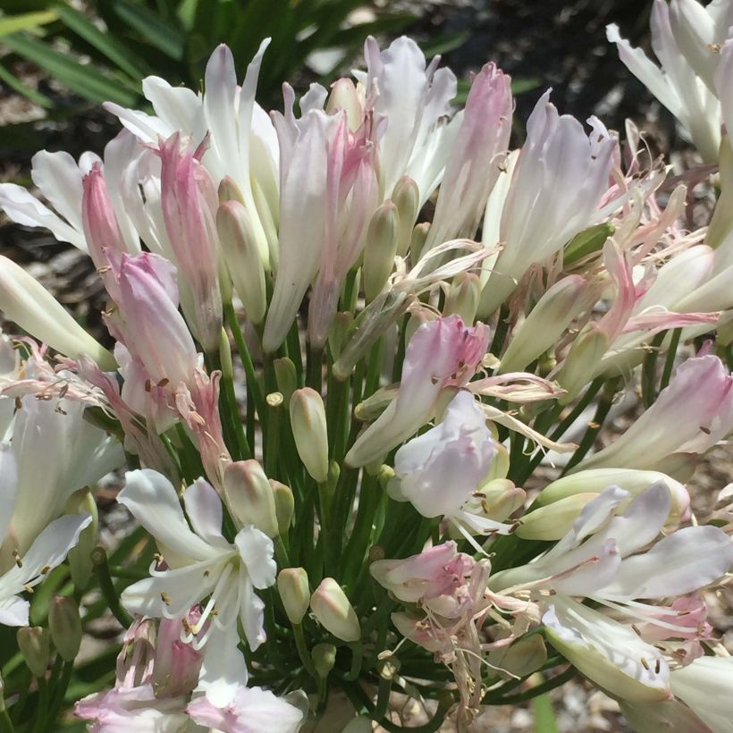 Agapanthus Strawberry Ice - Schmucklilie (Blüte)