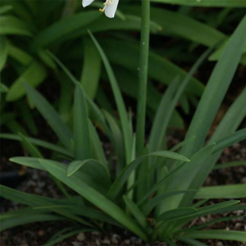 Agapanthus Thumbelina - Schmucklilie (Laub)