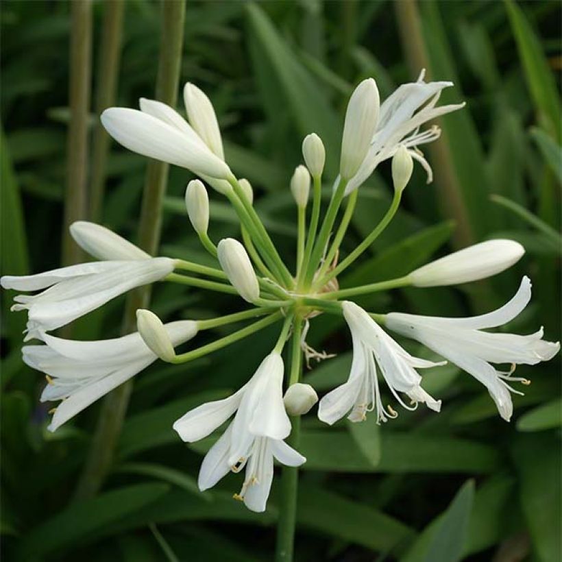 Agapanthus Thumbelina - Schmucklilie (Blüte)