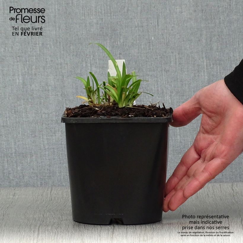 Exemplar von Agapanthe Thumbelina - pot de 2L/3L wie im Winter geliefert