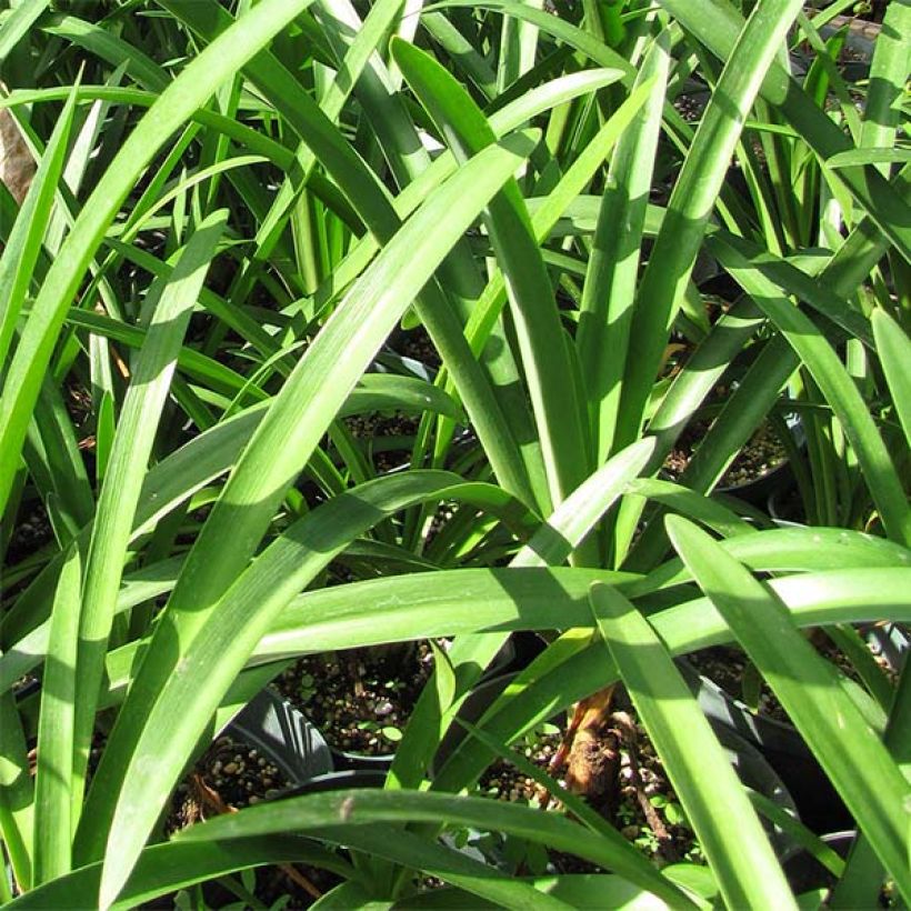 Agapanthus Twister - Schmucklilie (Laub)