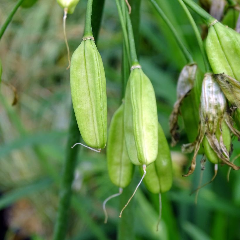 Agapanthus Twister - Schmucklilie (Ernte)