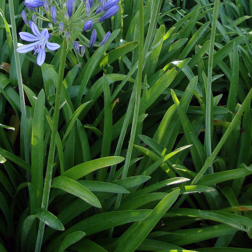 Agapanthus umbellatus - Schmucklilie (Laub)