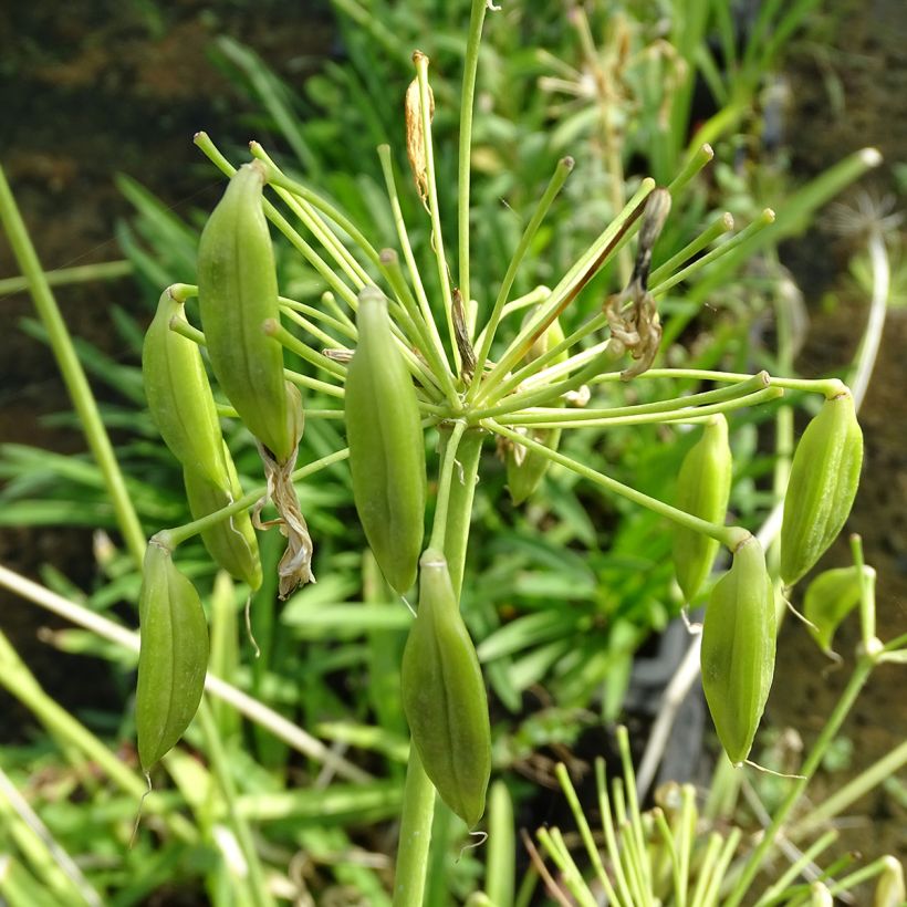 Agapanthus umbellatus Albus - Schmucklilie (Ernte)