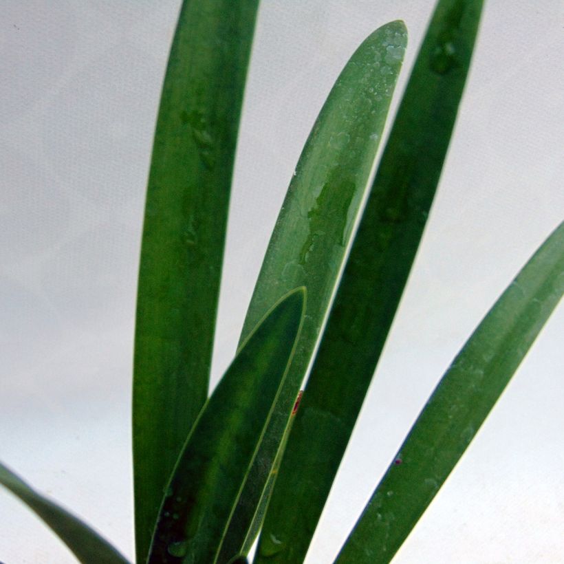 Agapanthus umbellatus Albus - Schmucklilie (Laub)