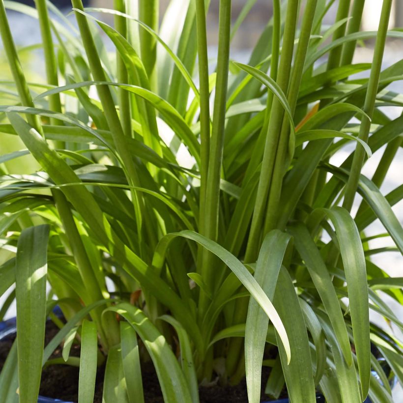 Agapanthus Blue Thunder - Schmucklilie (Laub)