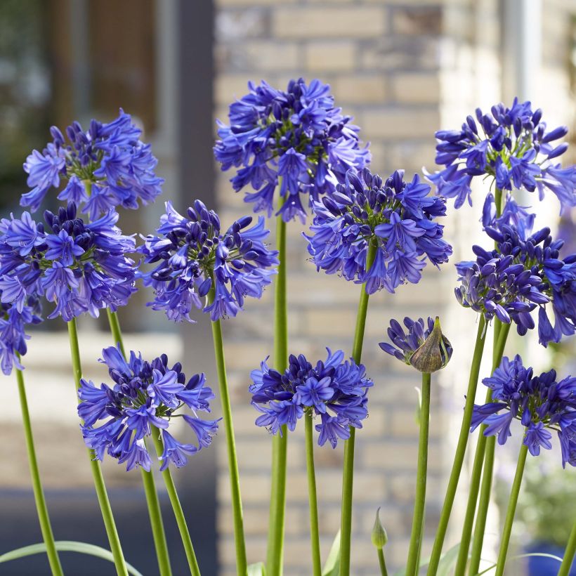 Agapanthus Blue Thunder - Schmucklilie (Blüte)