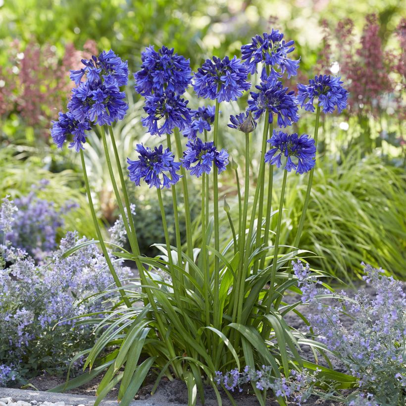 Agapanthus Blue Thunder - Schmucklilie (Hafen)