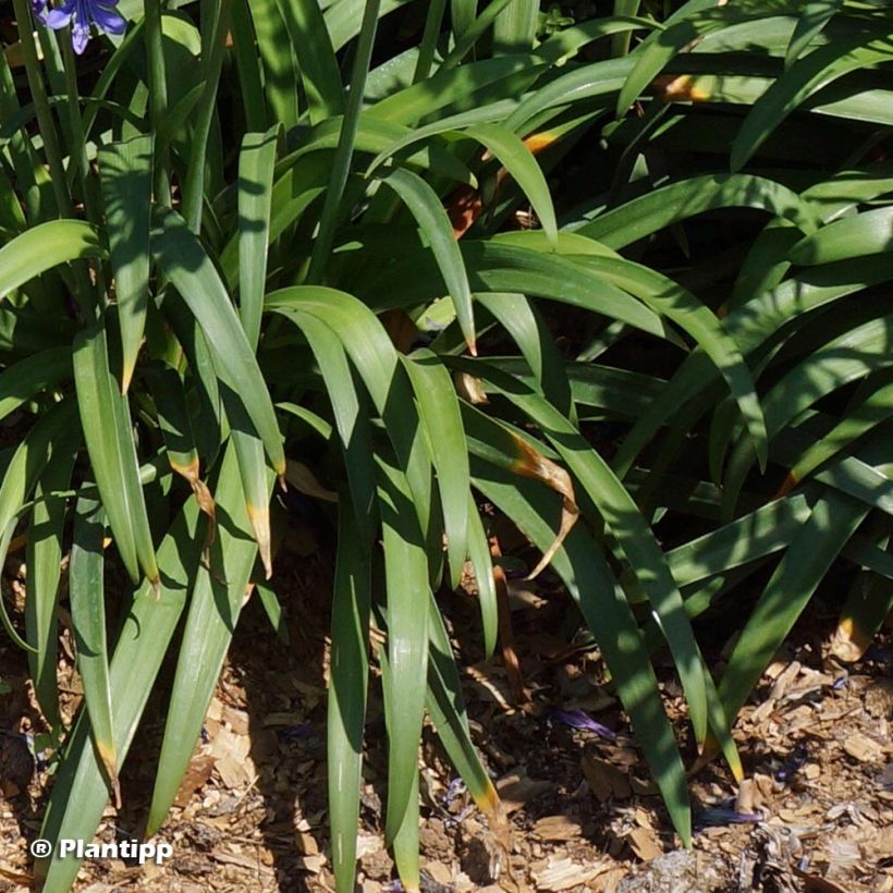 Agapanthus Ever Sapphire - Schmucklilie (Laub)