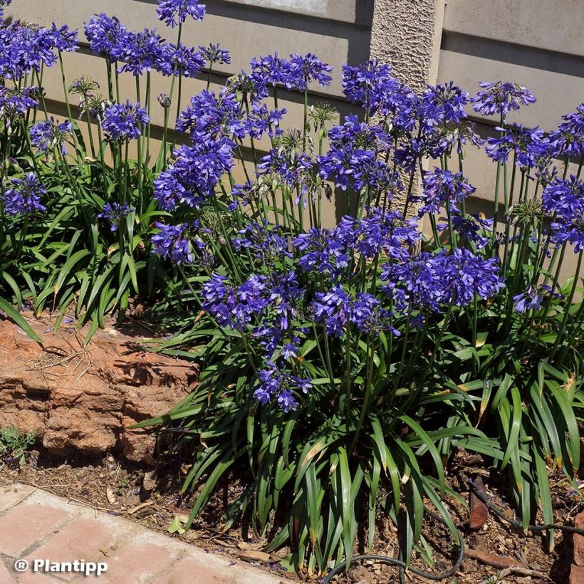 Agapanthus Ever Sapphire - Schmucklilie (Hafen)