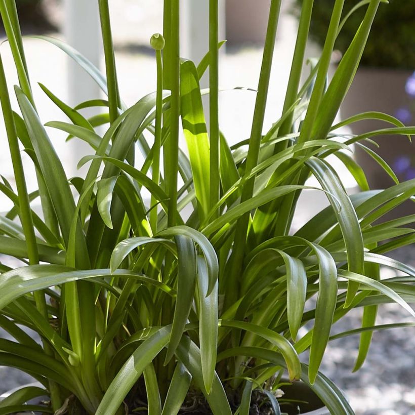 Agapanthus Ever White - Schmucklilie (Laub)