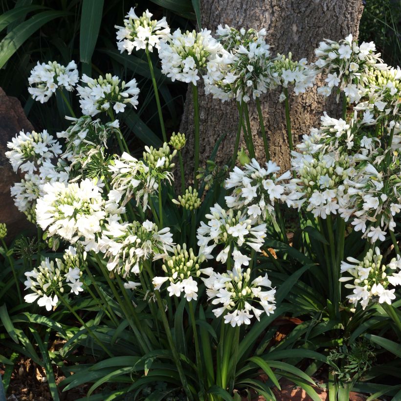 Agapanthus Ever White - Schmucklilie (Blüte)