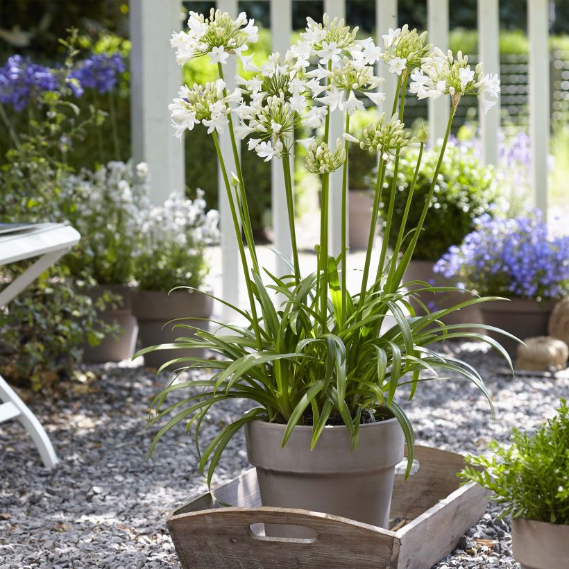 Agapanthus Ever White - Schmucklilie (Hafen)