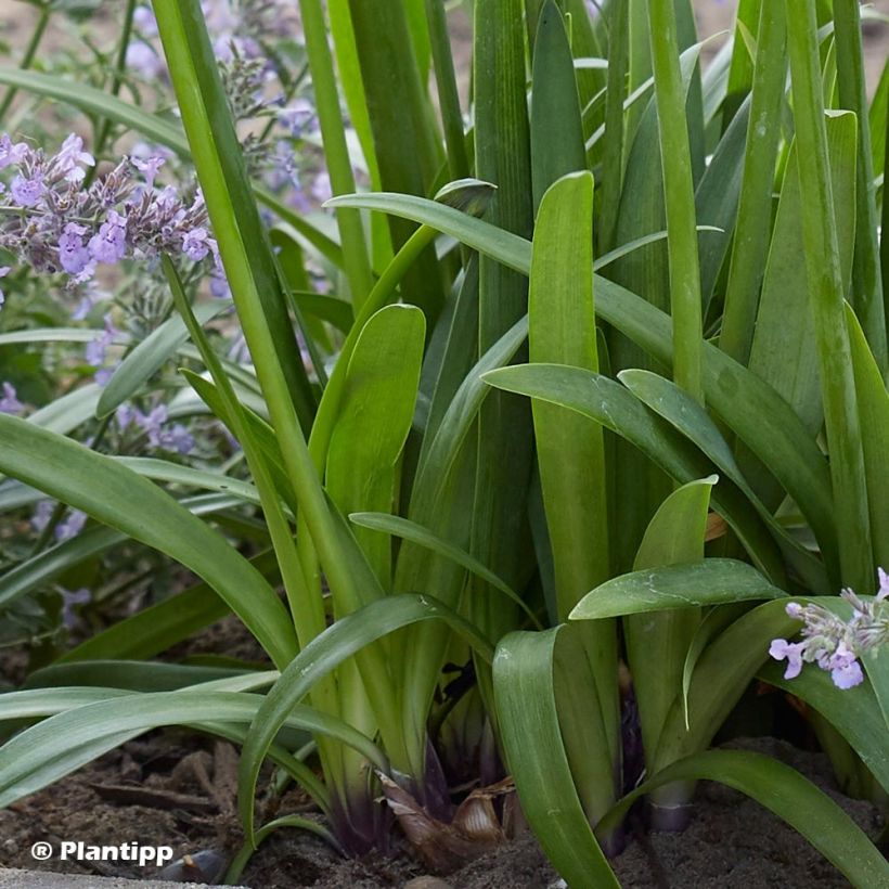 Agapanthus Poppin’ Purple - Schmucklilie (Laub)