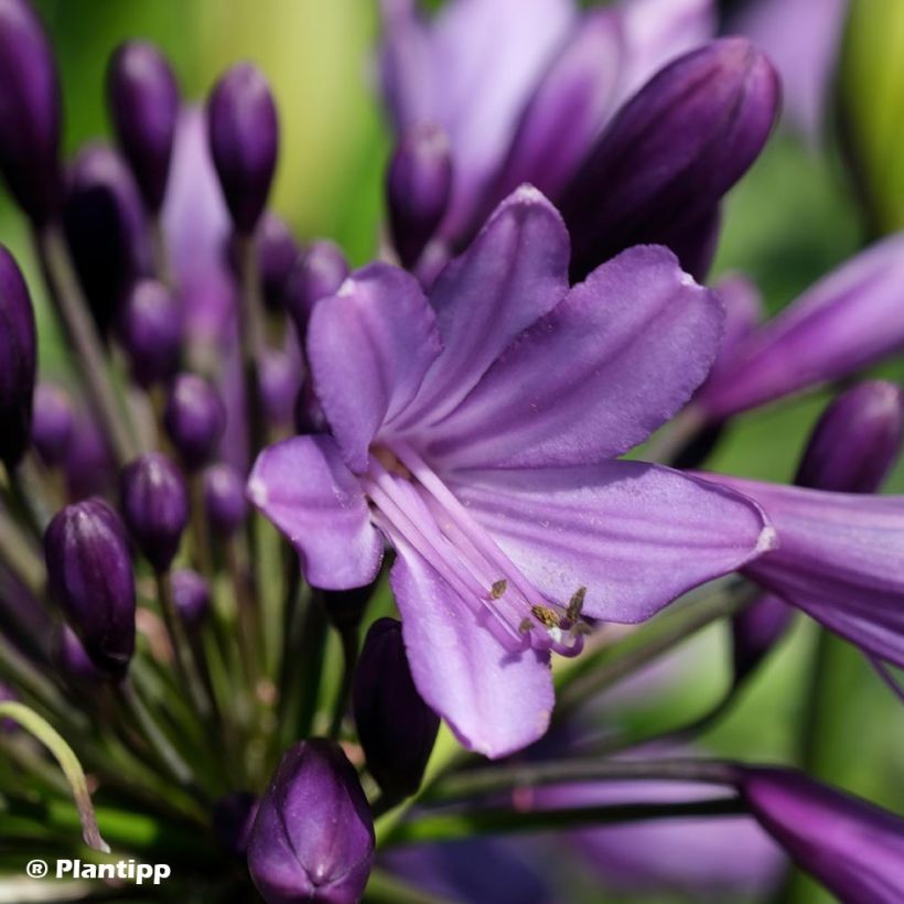 Agapanthus Poppin’ Purple - Schmucklilie (Blüte)