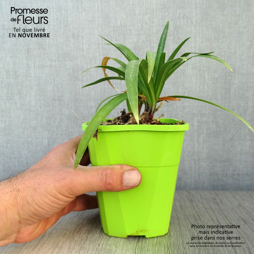 Exemplar von Agapanthe hybride Poppin' Purple en pot de 1,5L/2L wie im Herbst geliefert