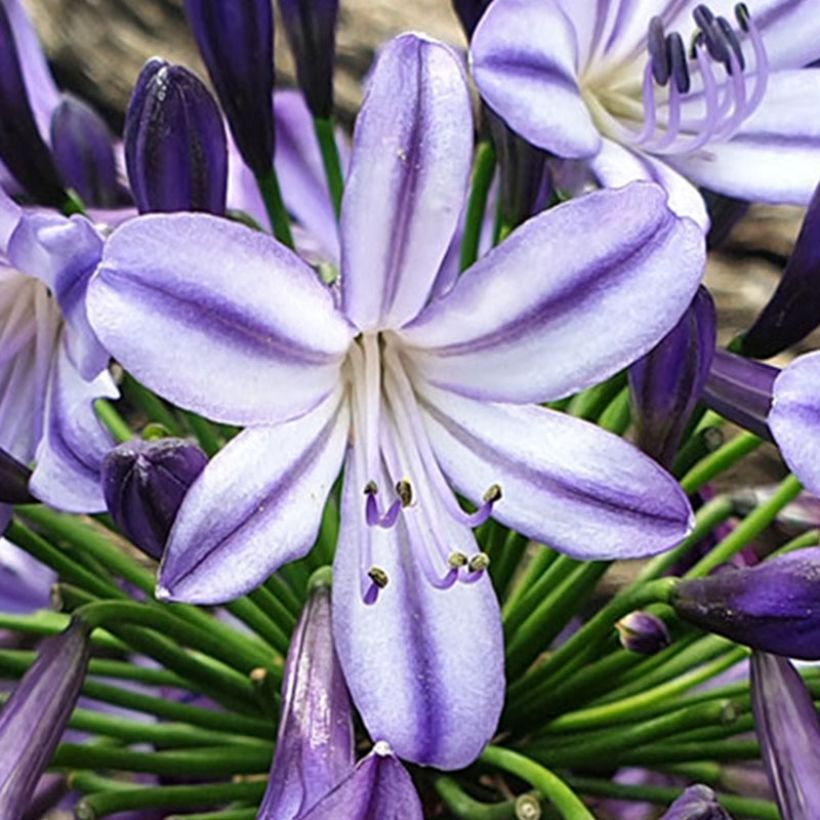 Agapanthus Poppin’ Star - Schmucklilie (Blüte)