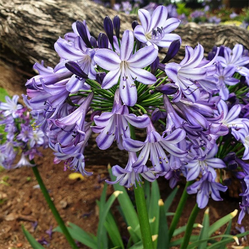 Agapanthus Poppin’ Star - Schmucklilie (Hafen)