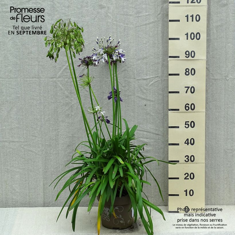 Exemplar von Agapanthe hybride Three Sisters  - Pot de 6L/7L wie im Herbst geliefert