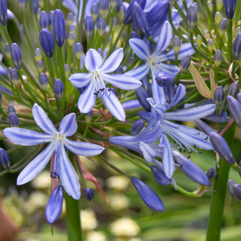 Agapanthus Vallée de l'Authion - Schmucklilie (Blüte)